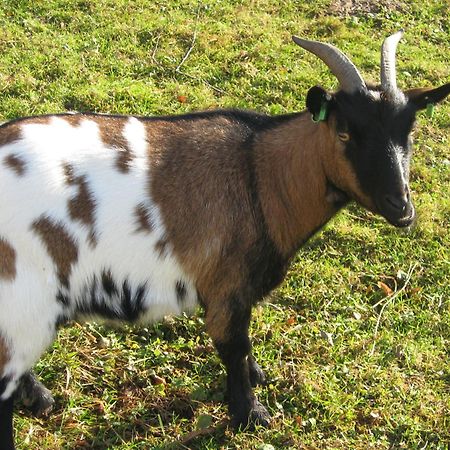 Coublevie Le Paradis Des Animaux מראה חיצוני תמונה
