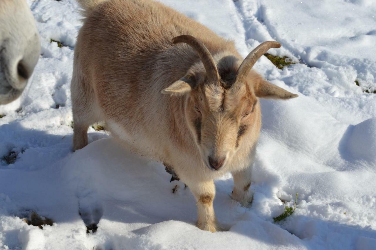 Coublevie Le Paradis Des Animaux מראה חיצוני תמונה